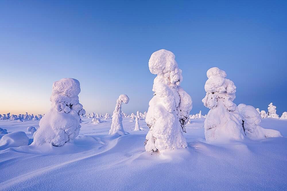 Snowed-in trees, winter landscape, Riisitunturi National Park, Posio, Lapland, Finland, Europe