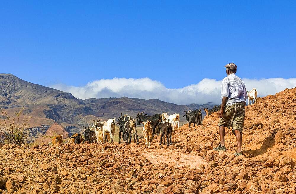 Farmer with his goats in rocky landscape. San Antao. Cabo Verde. Africa