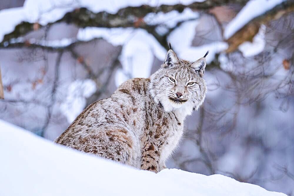 Eurasian lynx (Lynx lynx) sitting in the snow, Wildpark Aurach, Kitzbuehl, Tirol, Austria, Europe