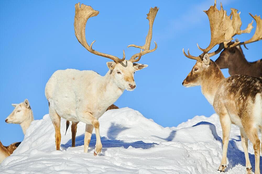 European fallow deer (Dama dama) bucks on a snowy meadow in the mountains in tirol, Kitzbuehel, Wildpark Aurach, Austria, Europe