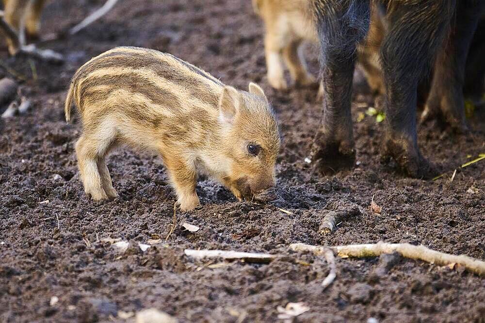 Wild boar (Sus scrofa) squeaker in a forest, Bavaria, Germany Europe