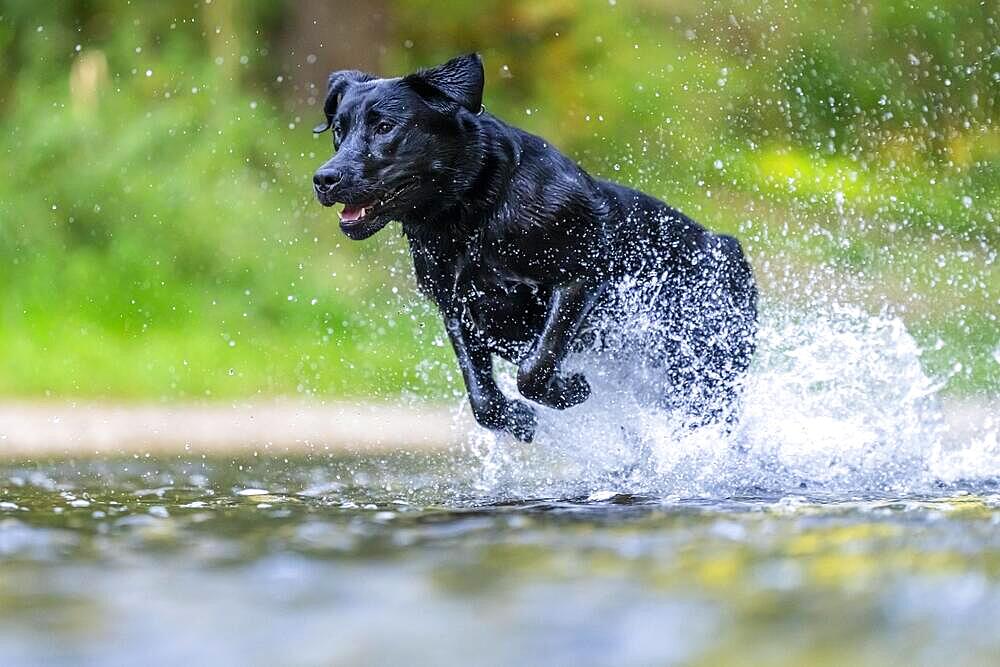 Labrador dog running through river Rems, Remstal valley, Baden Wuerttemberg, Germany, Europe