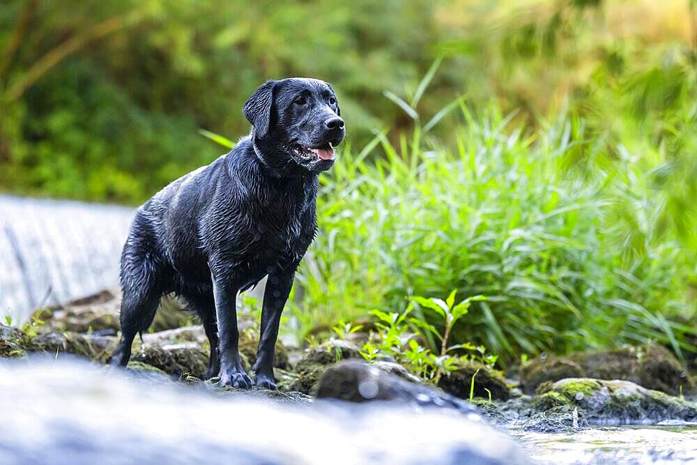 Portrait of a Labrador dog standing in river Rems, Remstal valley, Baden Wuerttemberg, Germany, Europe