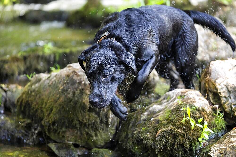 Labrador dog running through river Rems, Remstal valley, Baden Wuerttemberg, Germany, Europe