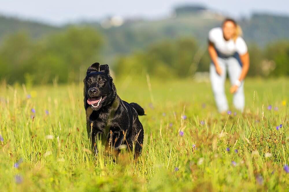 Labrador dog running on a green meadow, Remstal valley, Baden Wuerttemberg, Germany, Europe