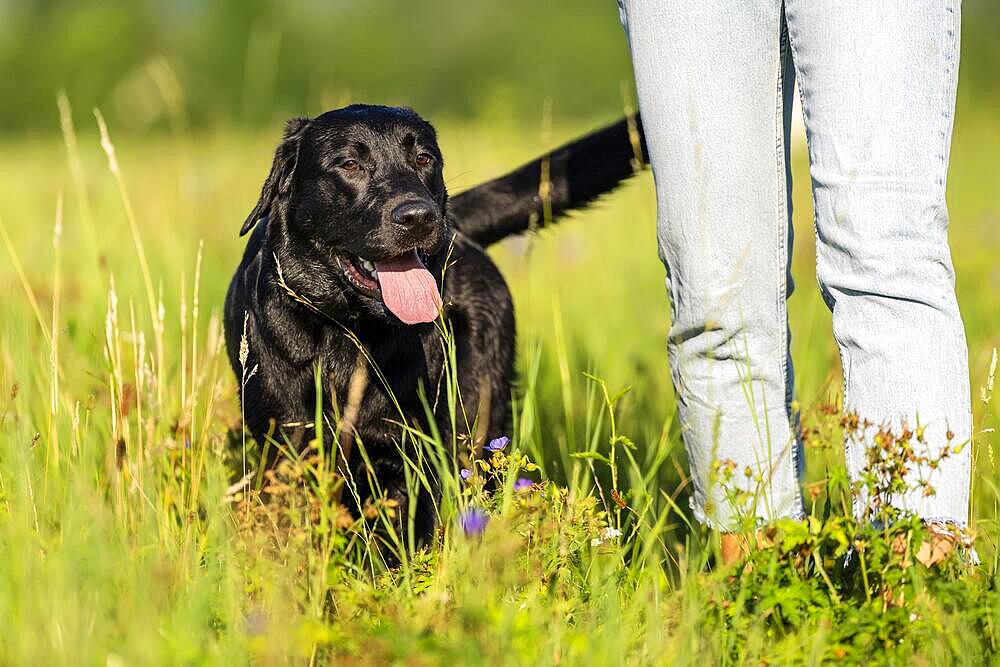 Woman and a Labrador dog on a meadow, Remstal valley, Baden Wuerttemberg, Germany, Europe