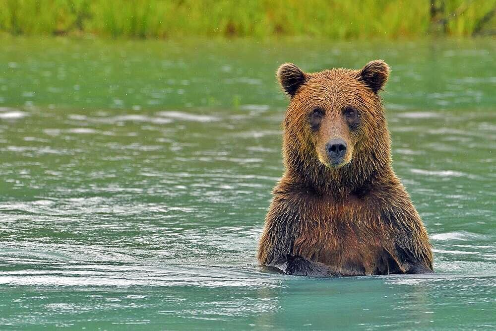 Brown bear (Ursus arctos) standing on hind legs up to chest in water and looking at camera, Lake Clarke National Park, Alaska, USA, North America