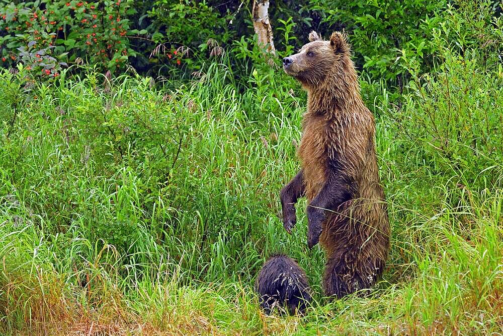 Brown bear (Ursus arctos) standing on hind legs in tall grass, her cub sitting in front of her, Lake Clarke National Park, Alaska, USA, North America