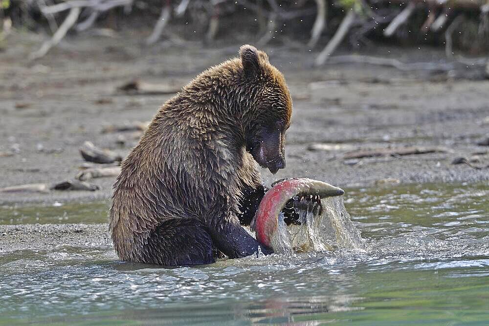 Young brown bear (Ursus arctos) sitting on the shore playing with a salmon, Lake Clarke National Park, Alaska, USA, North America