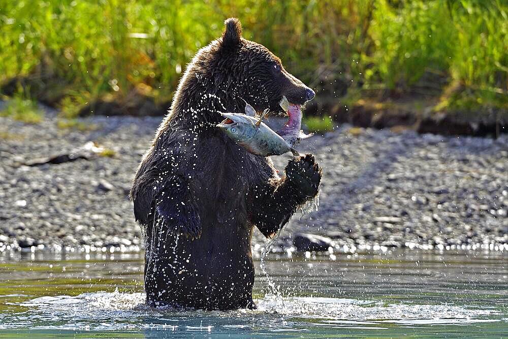 Brown bear (Ursus arctos) standing on its hind legs in the water with a freshly caught salmon in its mouth, Lake Clarke National Park, Alaska, USA, North America