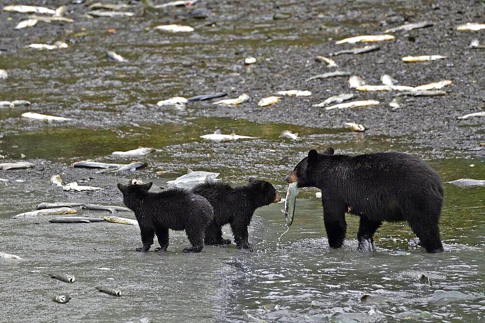 American Black Bear (Ursus americanus) with two cubs standing in the water holding captured salmon in her mouth, rainforest, Prince William Sound, Alaska, USA, North America