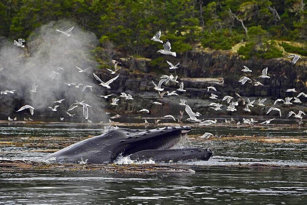 Humpback whale (Megaptera novaeangliae) swims through the sea with its mouth open and eats krill