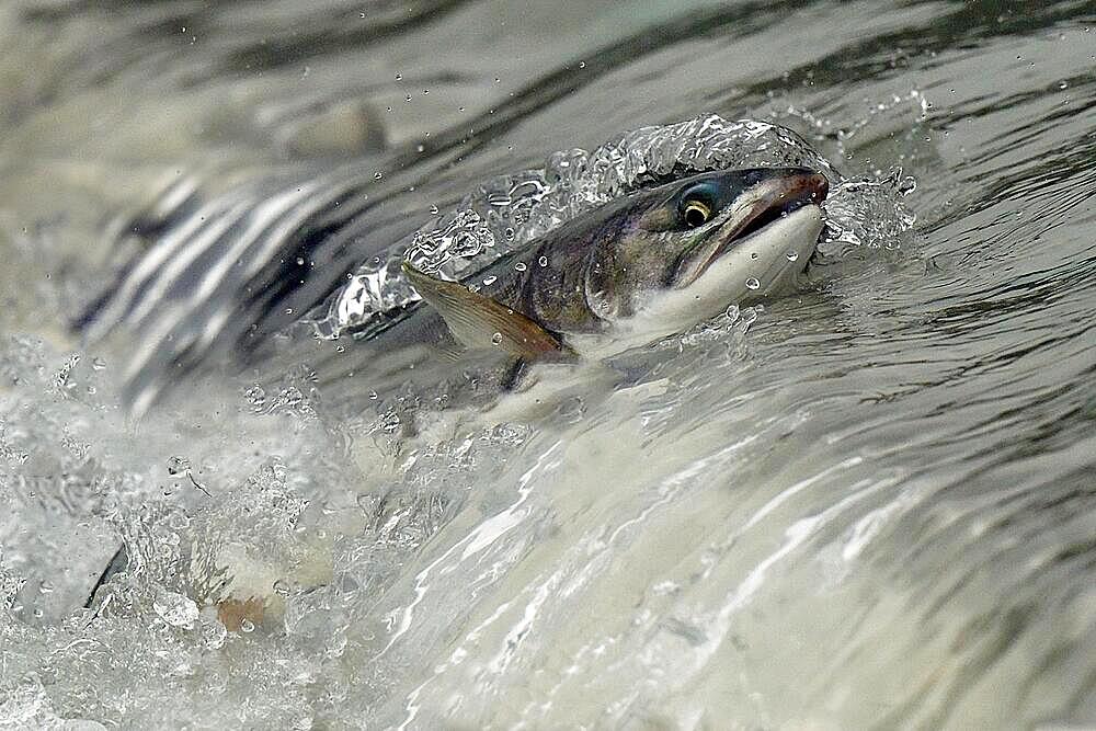 Pink salmon (Oncorhynchus gorbuscha) jumping up a waterfall on their way to spawning grounds, Prince William Sound, Alaska, USA, North America