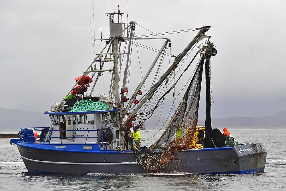 Fishing boat pulling a full net of pink salmons (Oncorhynchus gorbuscha) out of the sea, Prince William Sound, Alaska, USA, North America