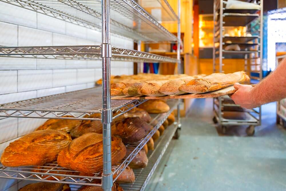 Baker of bakery in the artisan workshop workshop placing the loaves of the oven on the shelves