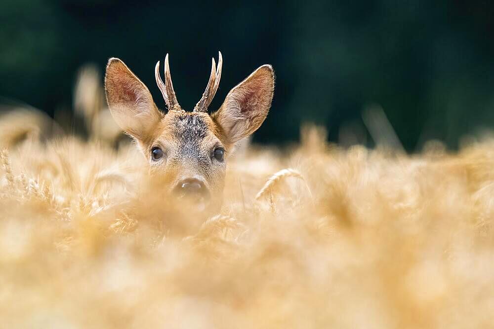 European roe deer (Capreolus capreolus) in a grain field, Hesse, Germany, Europe