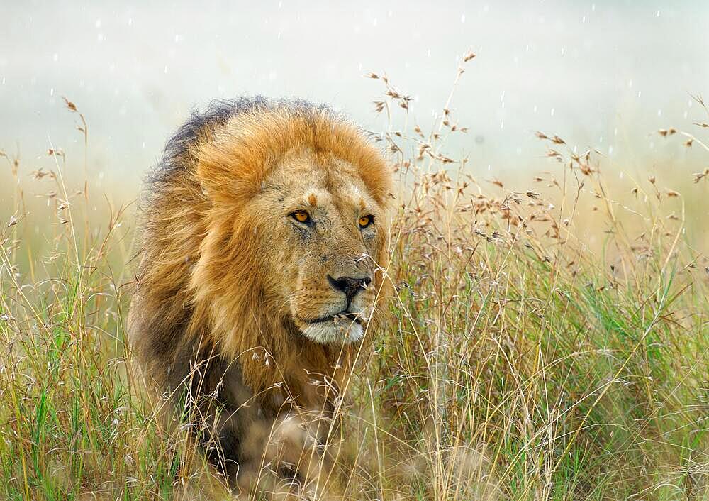 Maned lion (Panthera leo) in the rain in the grass savannah, Maasai Mara Game Reserve, Kenya, Africa