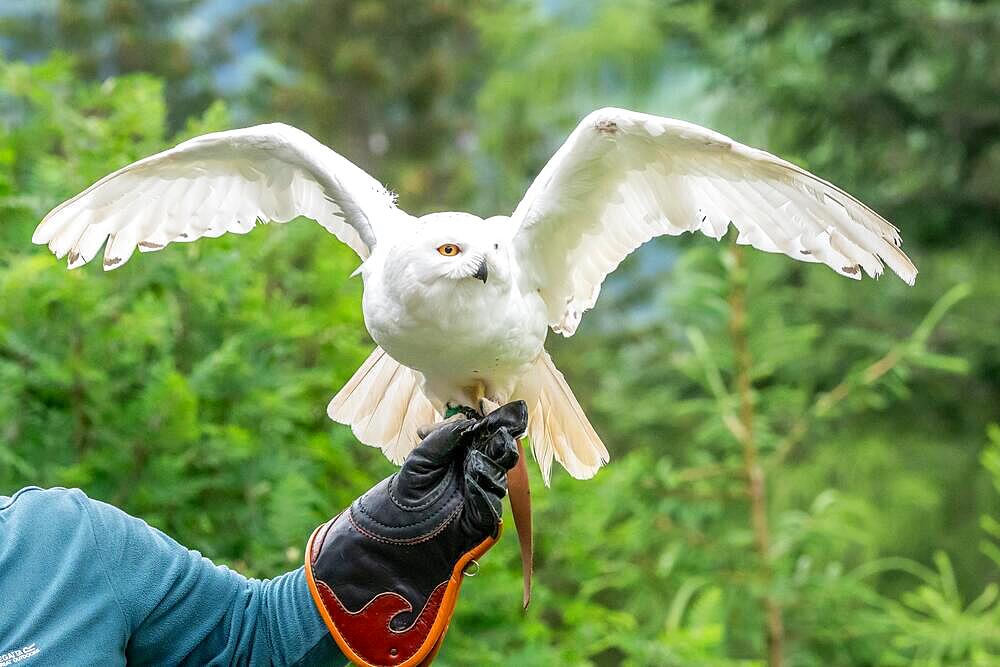 Snowy owl (Bubo scandiacus) on the hand of the trainer, Wildpark Mautern, Styria, Austria, Europe