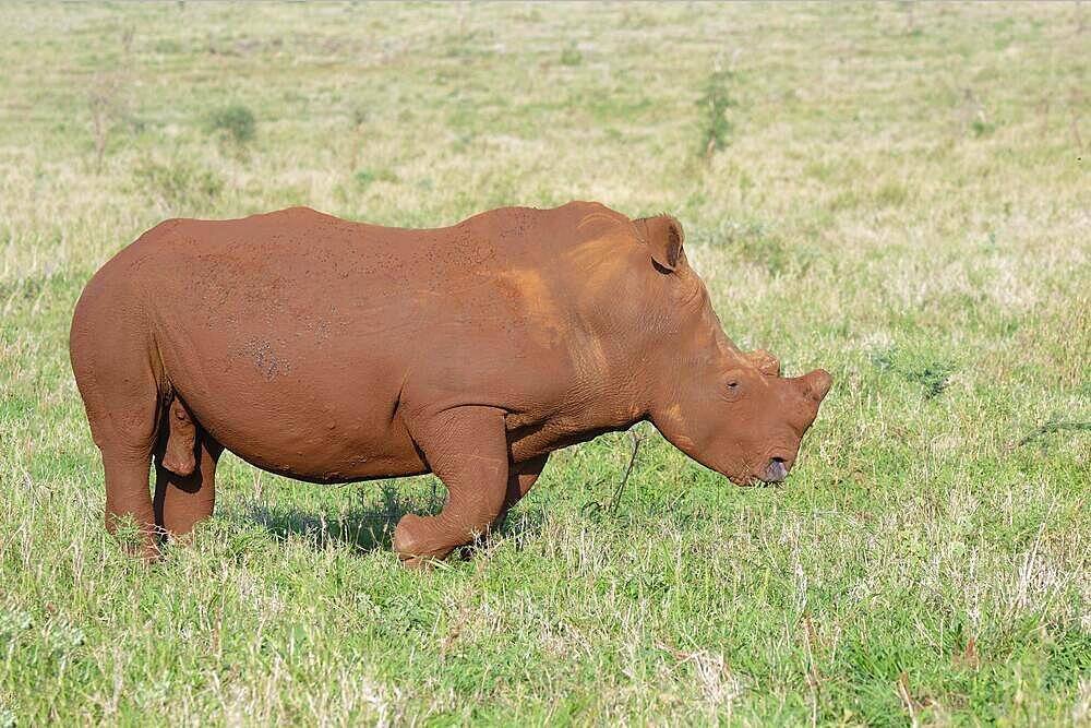 White rhinoceros, white rhino or square-lipped rhinoceros (Ceratotherium simum) covered with red soil, Kwazulu Natal Province, South Africa, Africa