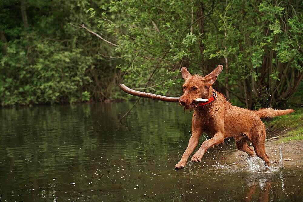 The 14-month-old Magyar Vizsla wirehaired dog Oskar has a lot of fun playing at the lake