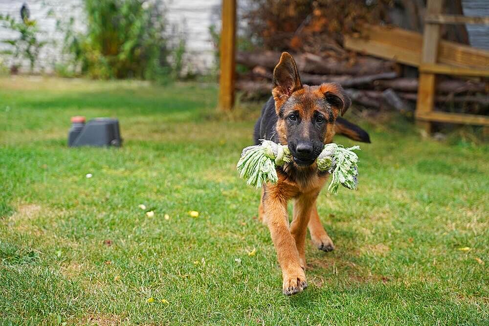 17 weeks old female shepherd puppy playing in summer