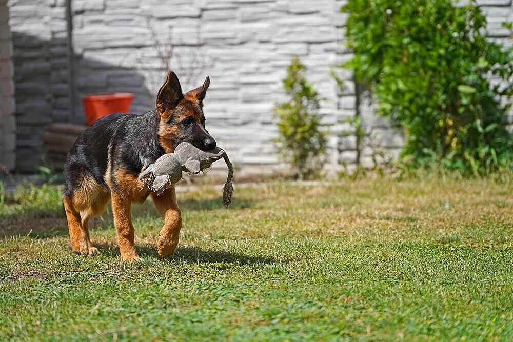 17 weeks old female shepherd puppy playing in summer