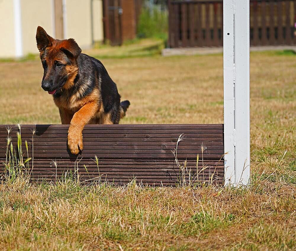 17 weeks old female shepherd puppy playing in summer