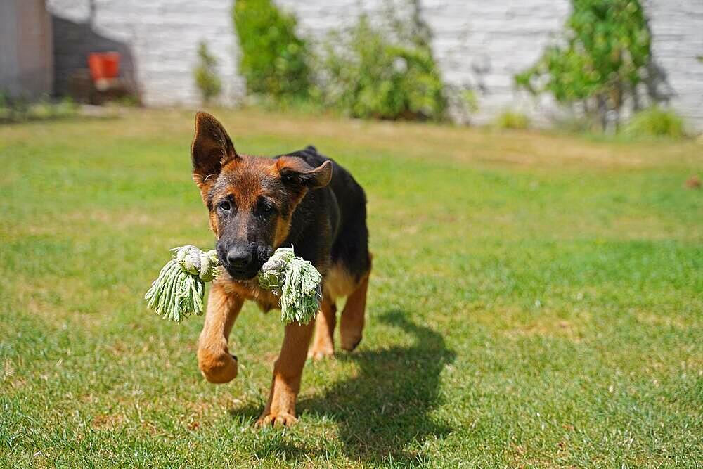 17 weeks old female shepherd puppy playing in summer