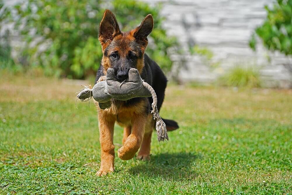 17 weeks old female shepherd puppy playing in summer