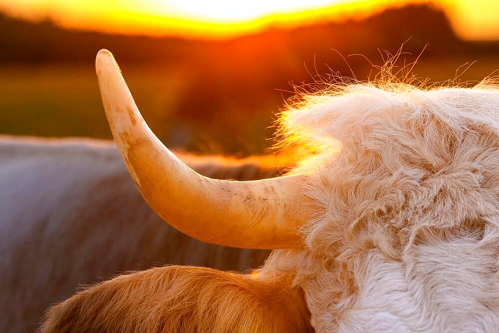 The horn of a cow, Erlis, Unterallgaeu, Bavaria