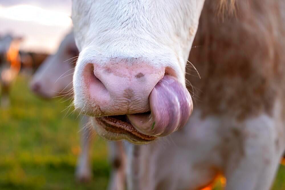 The mouth of a cow, Erlis, Unterallgaeu, Bavaria