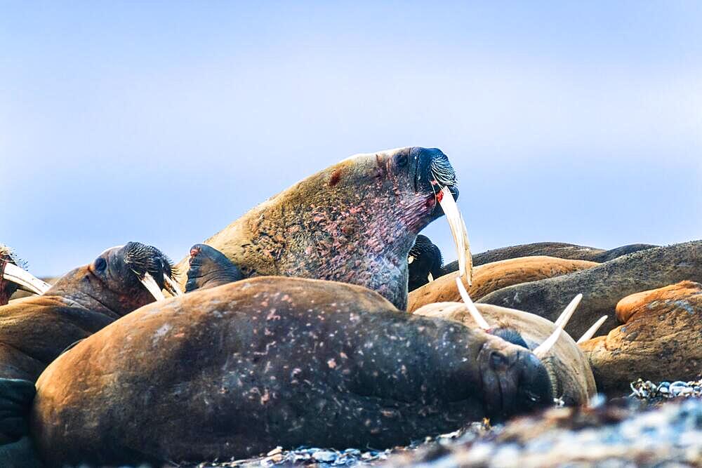 Group of Walruses lying on a beach in Svalbard, Svalbard