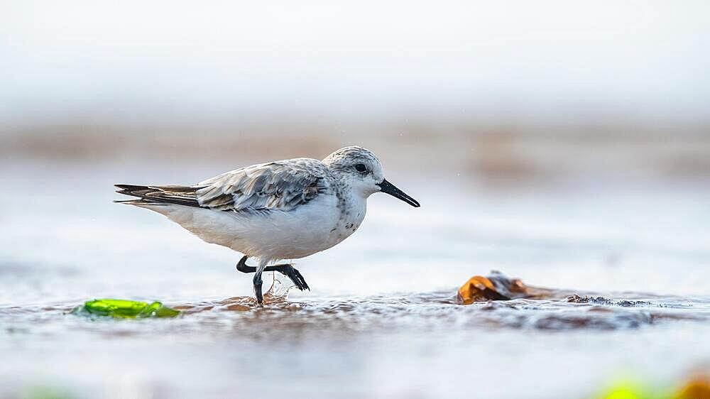 Sanderling (Calidris Alba), birds on the beach at low tide, Dawlish Warren, Devon, England, United Kingdom, Europe