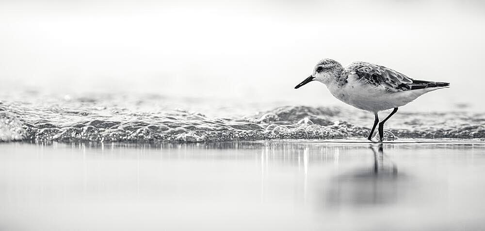 Sanderling (Calidris Alba) in Black and White, birds on the beach at low tide, Dawlish Warren, Devon, England, United Kingdom, Europe