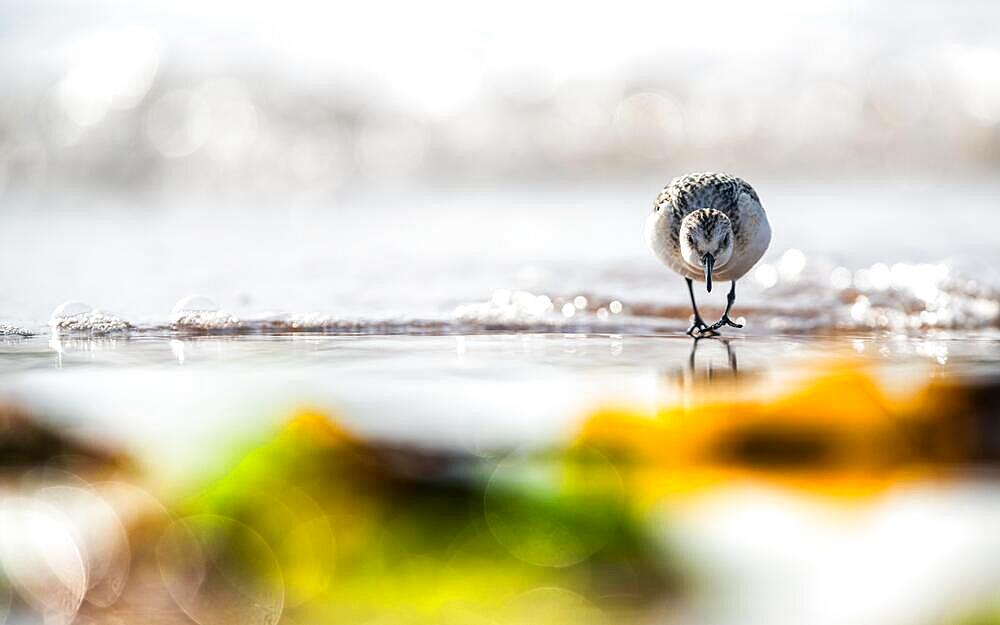 Sanderling (Calidris Alba), birds on the beach at low tide, Dawlish Warren, Devon, England, United Kingdom, Europe