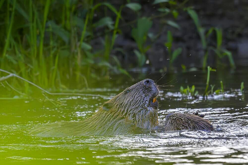 European beaver (Castor fiber) in water, Eder, Hesse, Germany, Europe