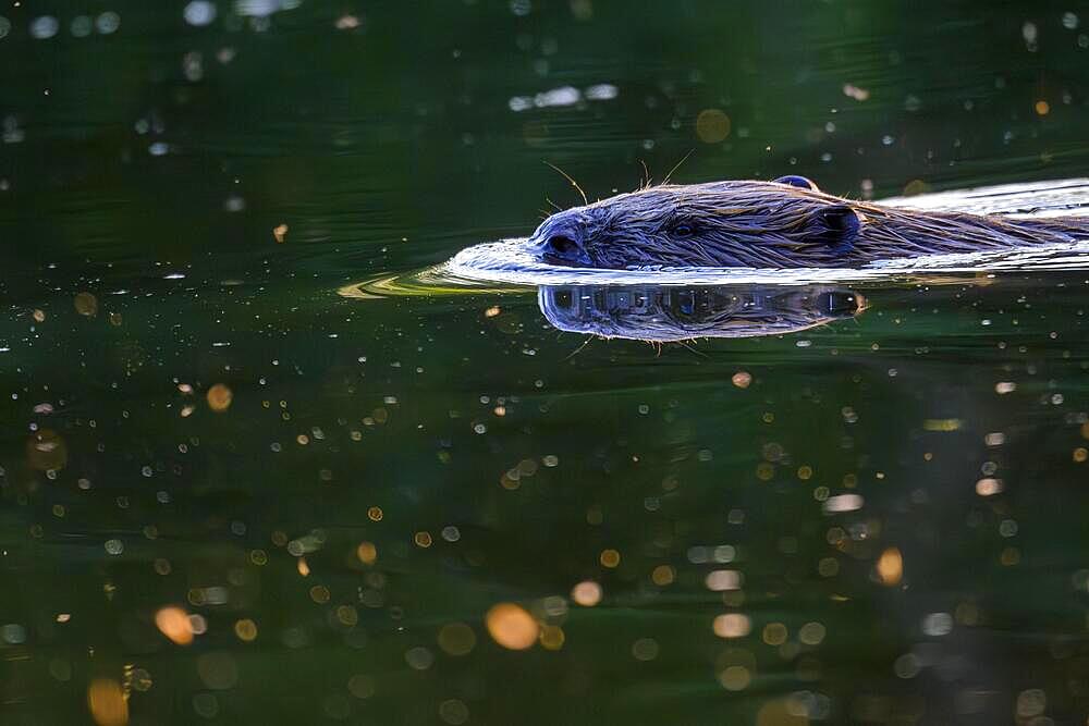 European beaver (Castor fiber) in water, Eder, Hesse, Germany, Europe