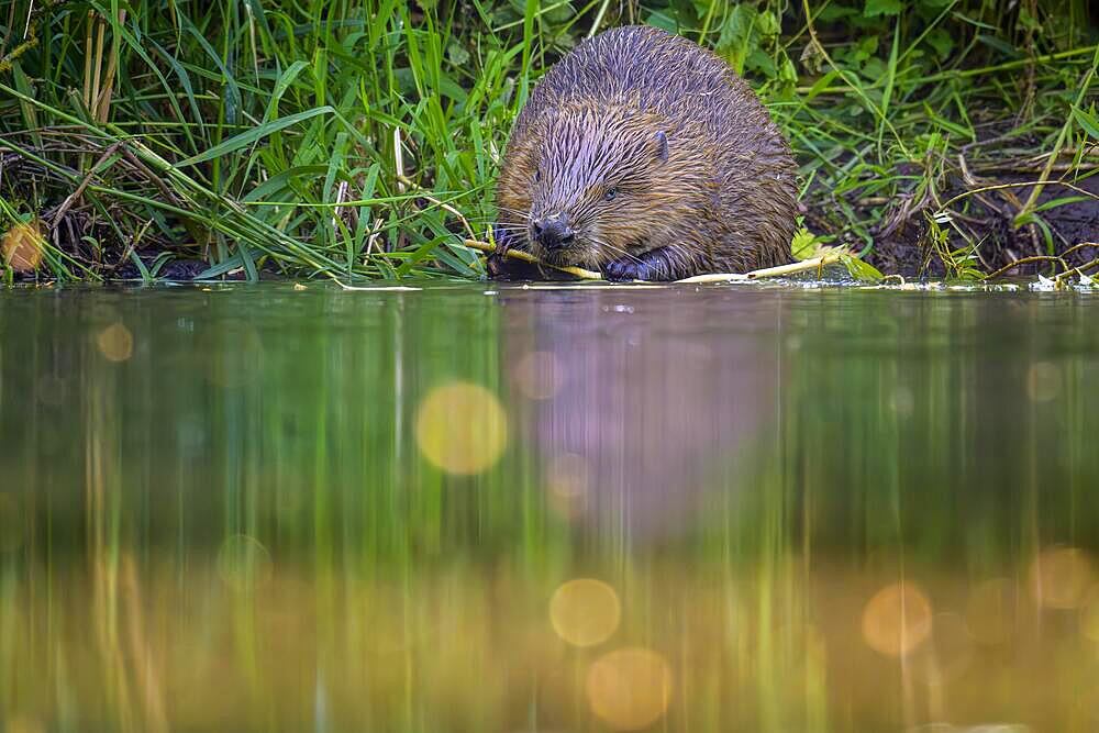 European beaver (Castor fiber) feeding on a willow branch, Eder, Hesse, Germany, Europe