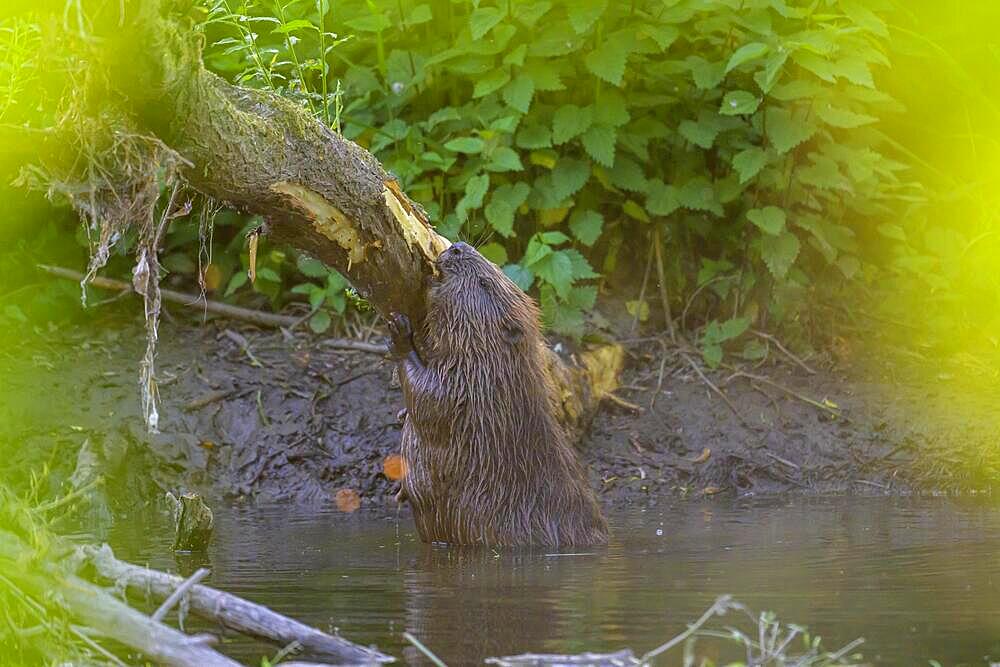 European beaver (Castor fiber), Eder, Hesse, Germany, Europe