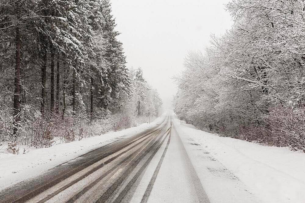 Road forest winter