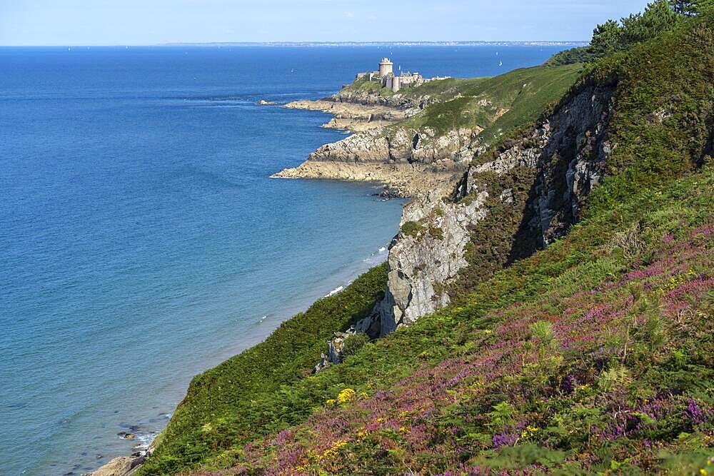 Blooming heath landscape at Cap Frehel and Fort La slat, Plevenon, Brittany, France, Europe