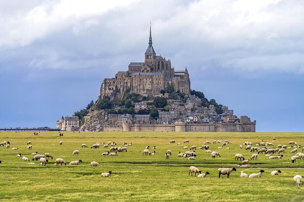 Sheep in front of the monastery mountain Mont Saint-Michel, Le Mont-Saint-Michel, Normandy, France, Europe