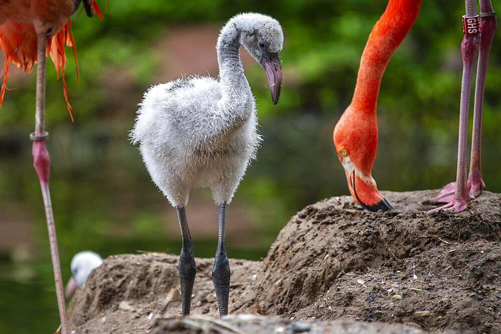 American flamingo (Phoenicopterus ruber) chick, Germany, Europe