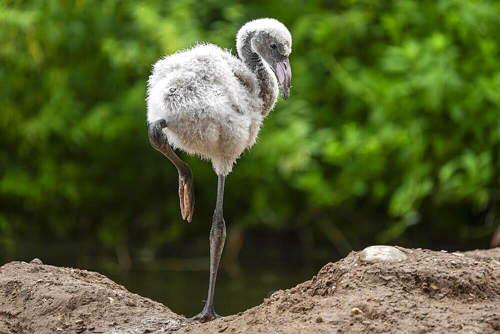 American flamingo (Phoenicopterus ruber) chick, Germany, Europe