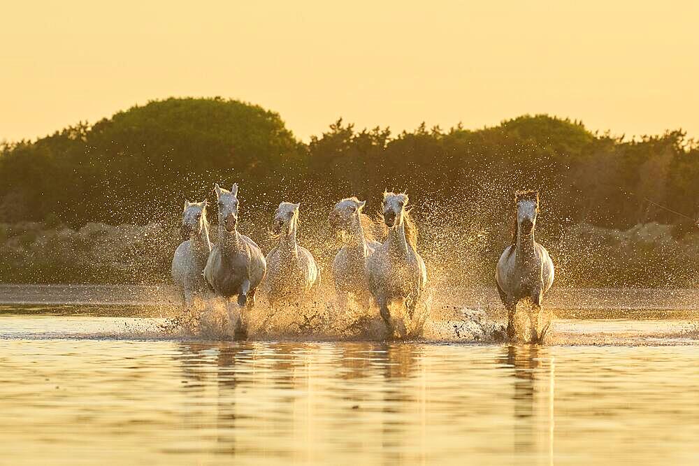 Camargue horses running through the water at sunrise, France, Europe