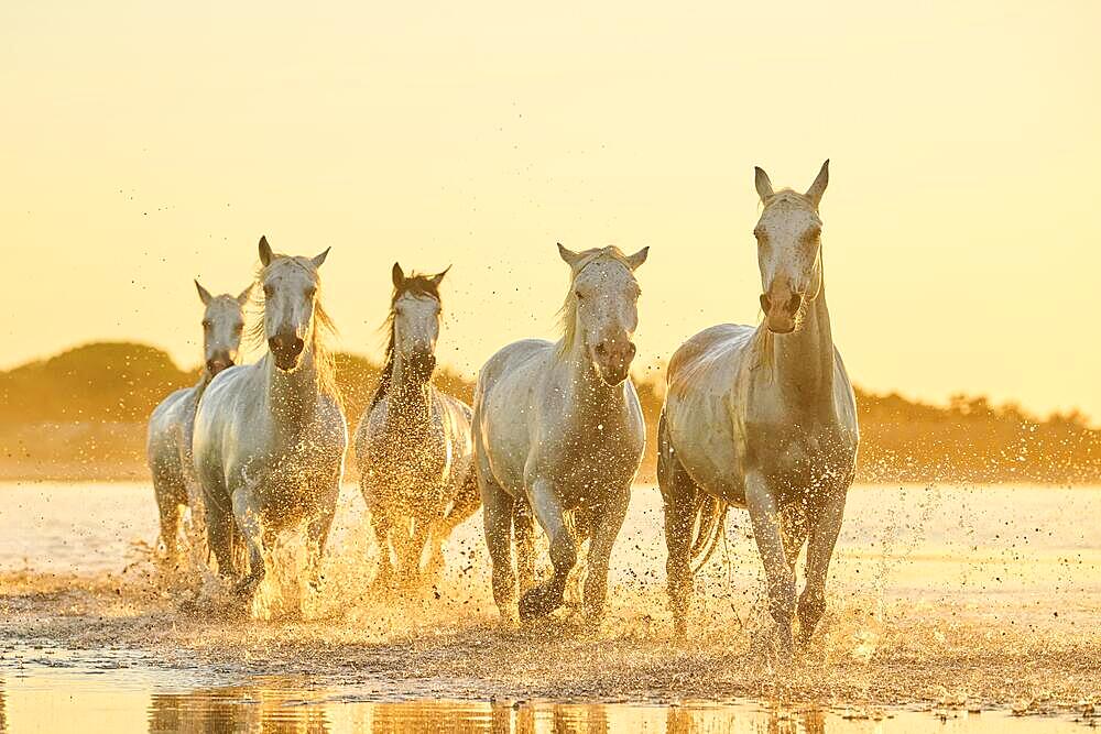 Camargue horses walking through the water at sunrise, France, Europe