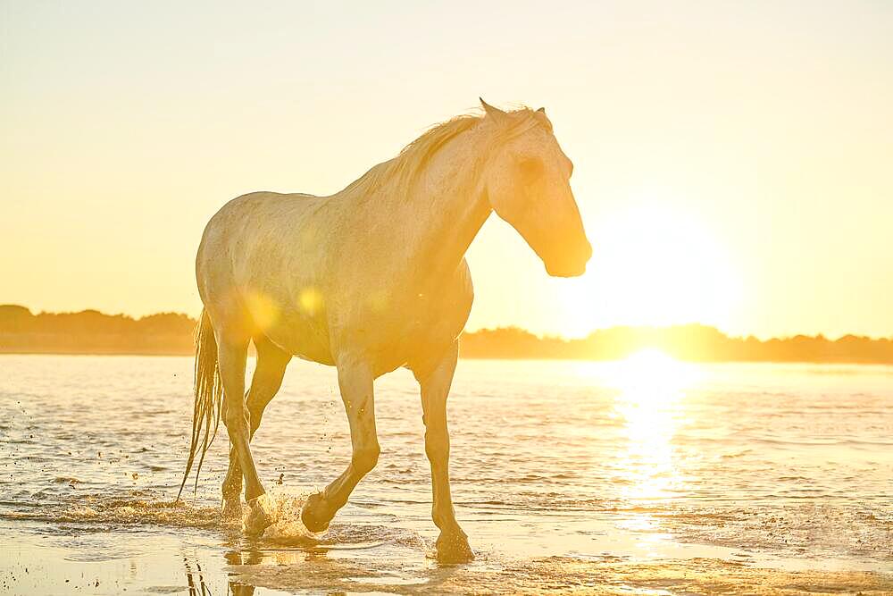 Camargue horses walking on a beach in the water at sunrise, France, Europe