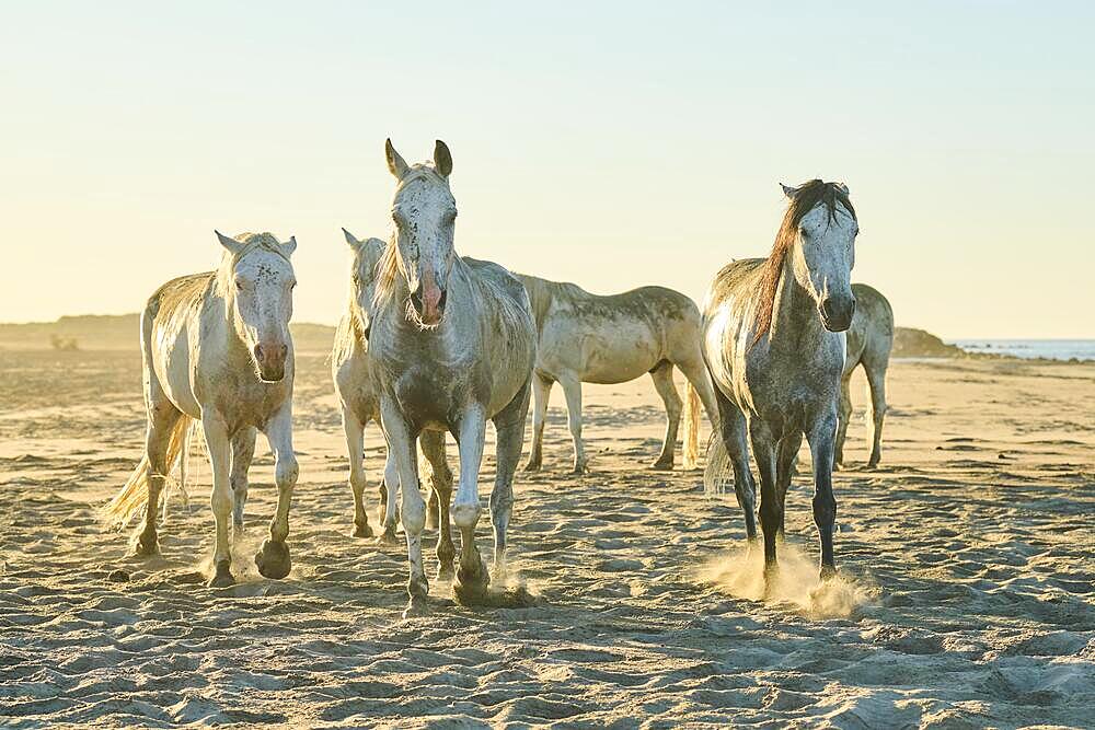 Camargue horses running on a beach in morning light, sunrise, France, Europe