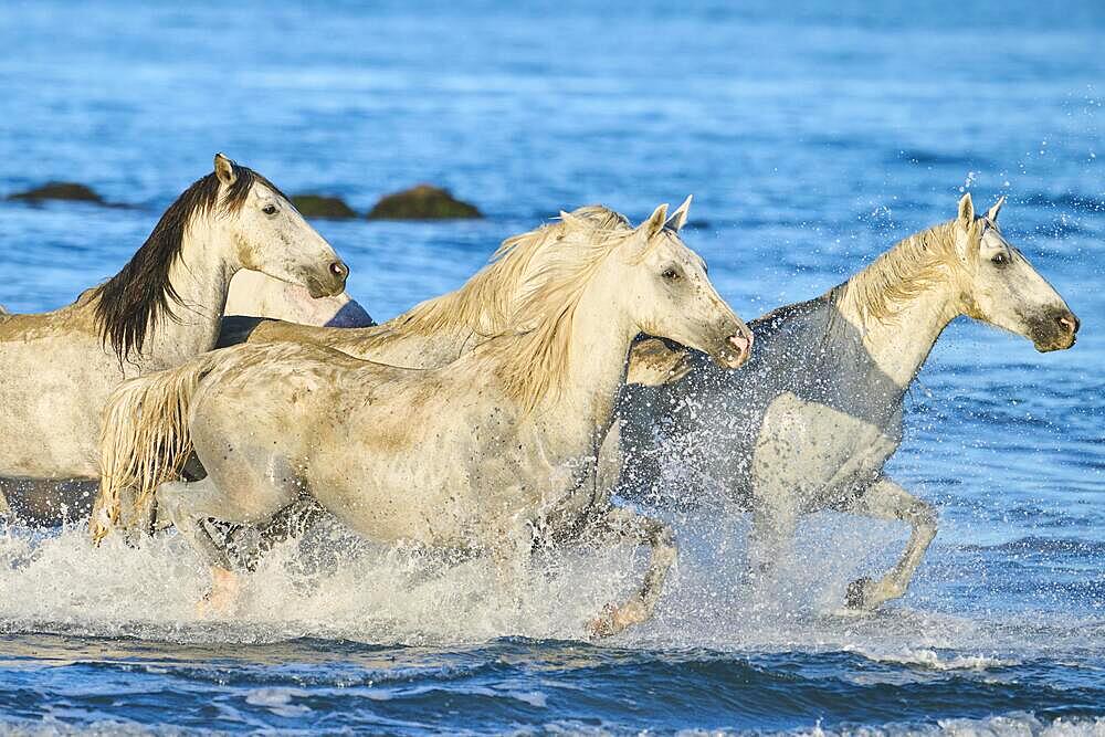 Camargue horses running out of the sea on a beach in morning light, water, sunrise, France, Europe