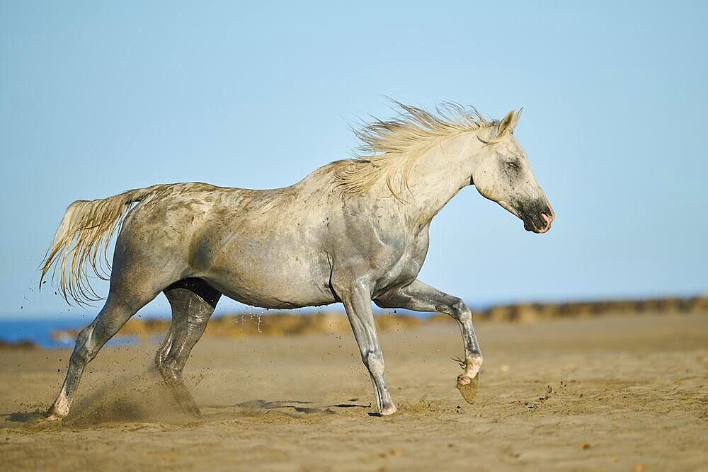 Camargue horse running on a beach in morning light, sunrise, France, Europe